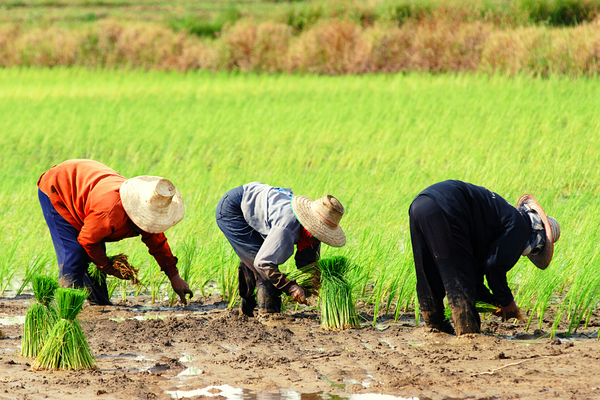 Grant Opportunities: Rockefeller Foundation- Acumen Food Systems Fellowship: Calling extraordinary Innovators