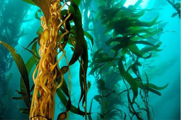 Grant Opportunities: Wild Genomes – Kelp Forest Ecosystems Program