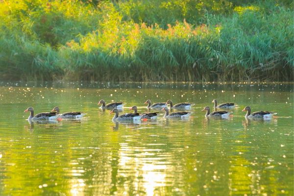 Grant Opportunities: 100+ Accelerator’s Biodiversity Challenge – Apply Now!